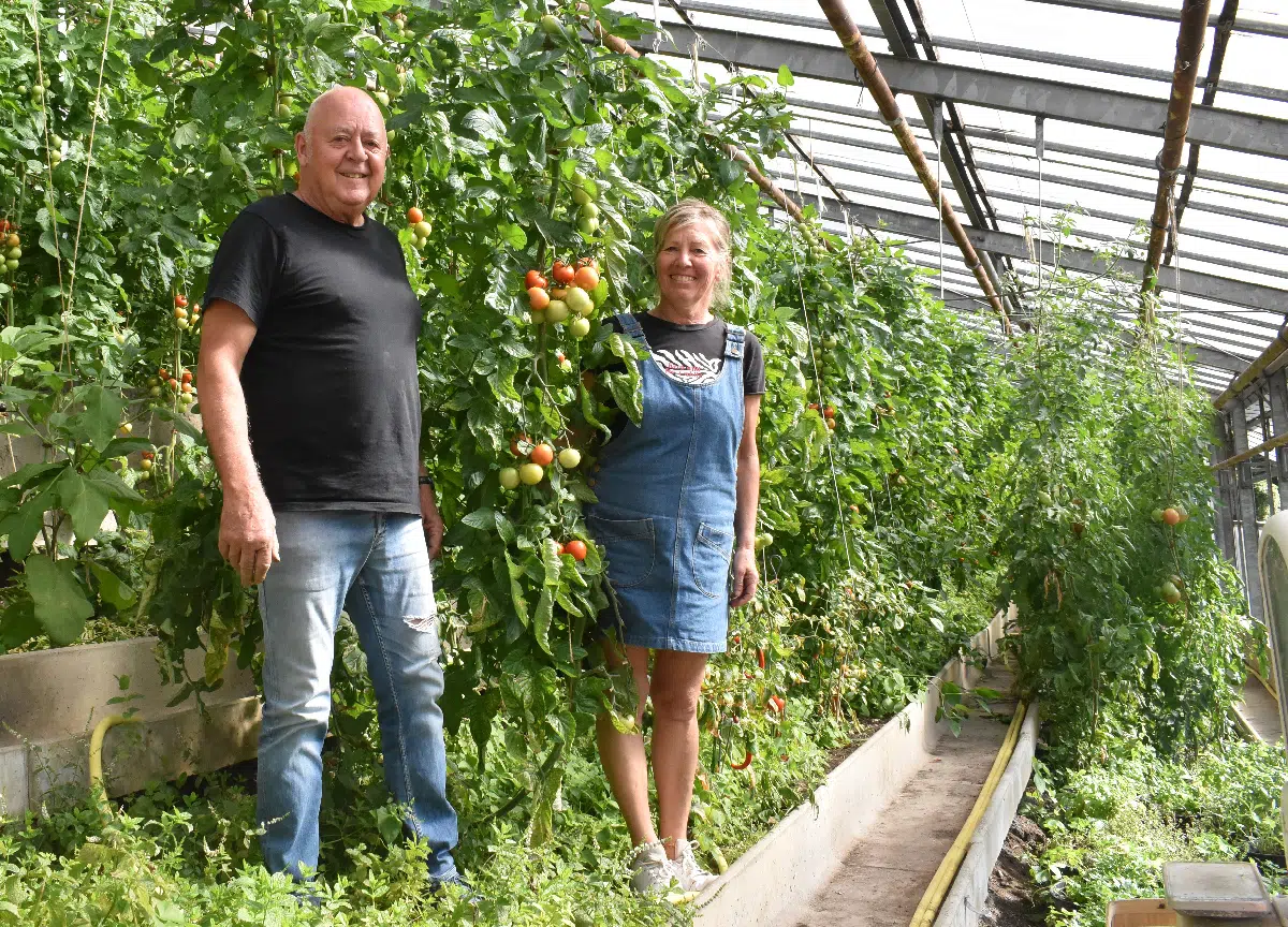 Wiederbelebung mit Tomaten, Gurken und Dahlien