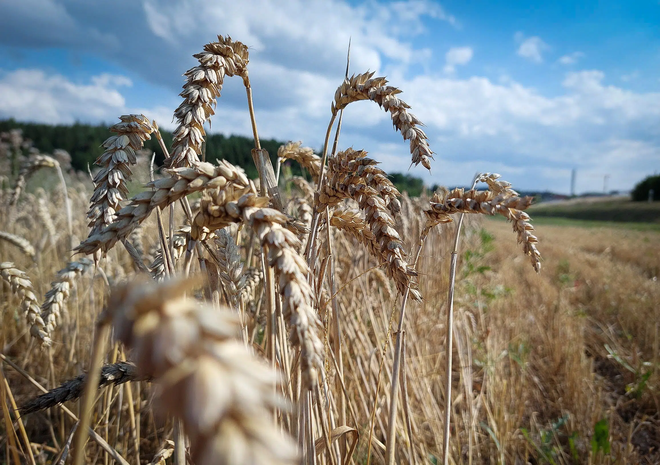 Dürre schmälert Ernte im Kreis