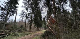 Region Rottweil Noch Keine „sturmwarnung Aber Wetterdienst Kuendigt Sturmboeen An