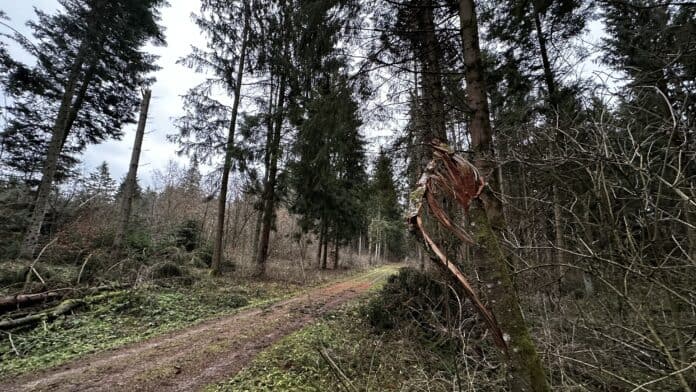 Region Rottweil Noch Keine „sturmwarnung Aber Wetterdienst Kuendigt Sturmboeen An