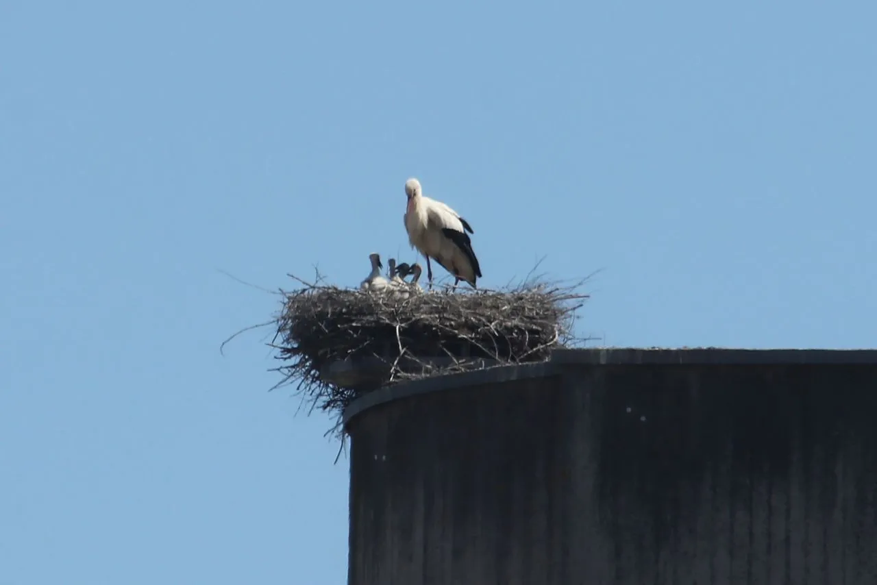 2024 vier jungstörche sind im nest foto berthold hildebrand kopie