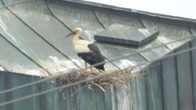 polet storch wamö 130524