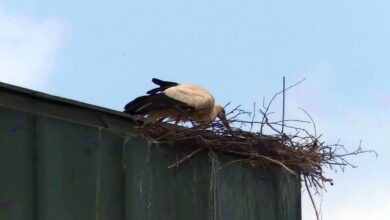 storch kirche waldmössingen dk 080524 (10)