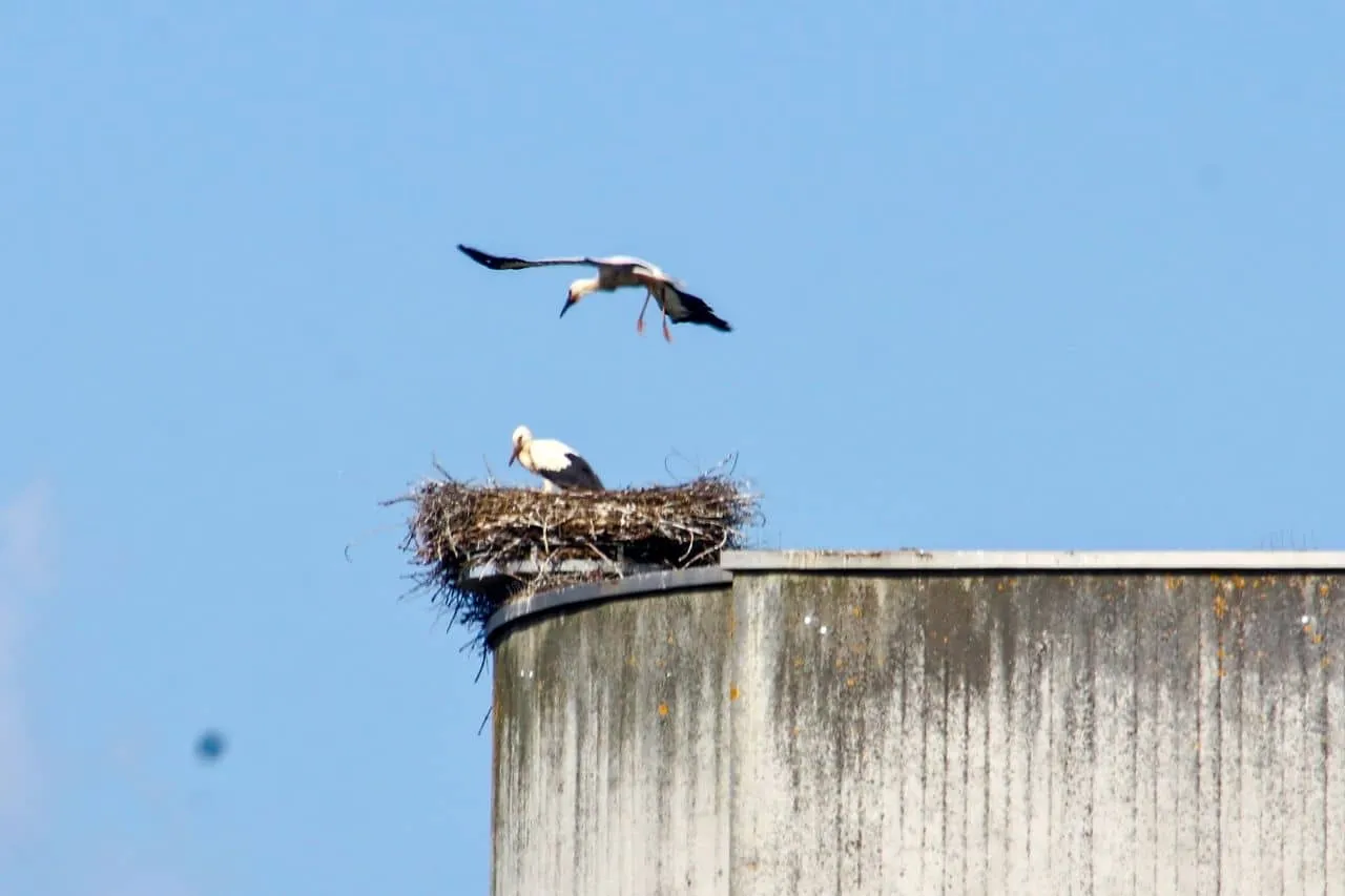 2024 24. juni jungstorch bei flugversuch über dem nest foto hildebrand