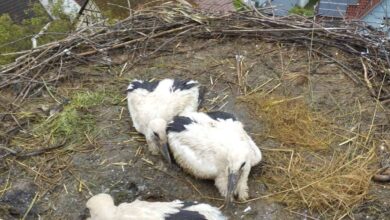 störche im nest dkhp 020624