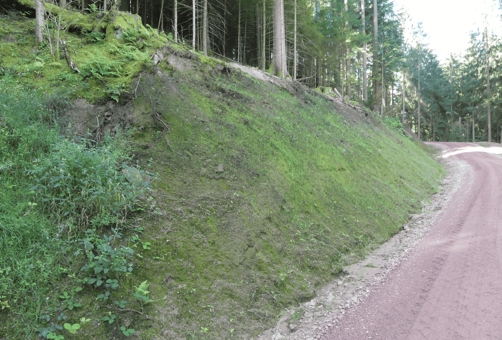 forstweg sulgen feinbelag dk 090824 (3)