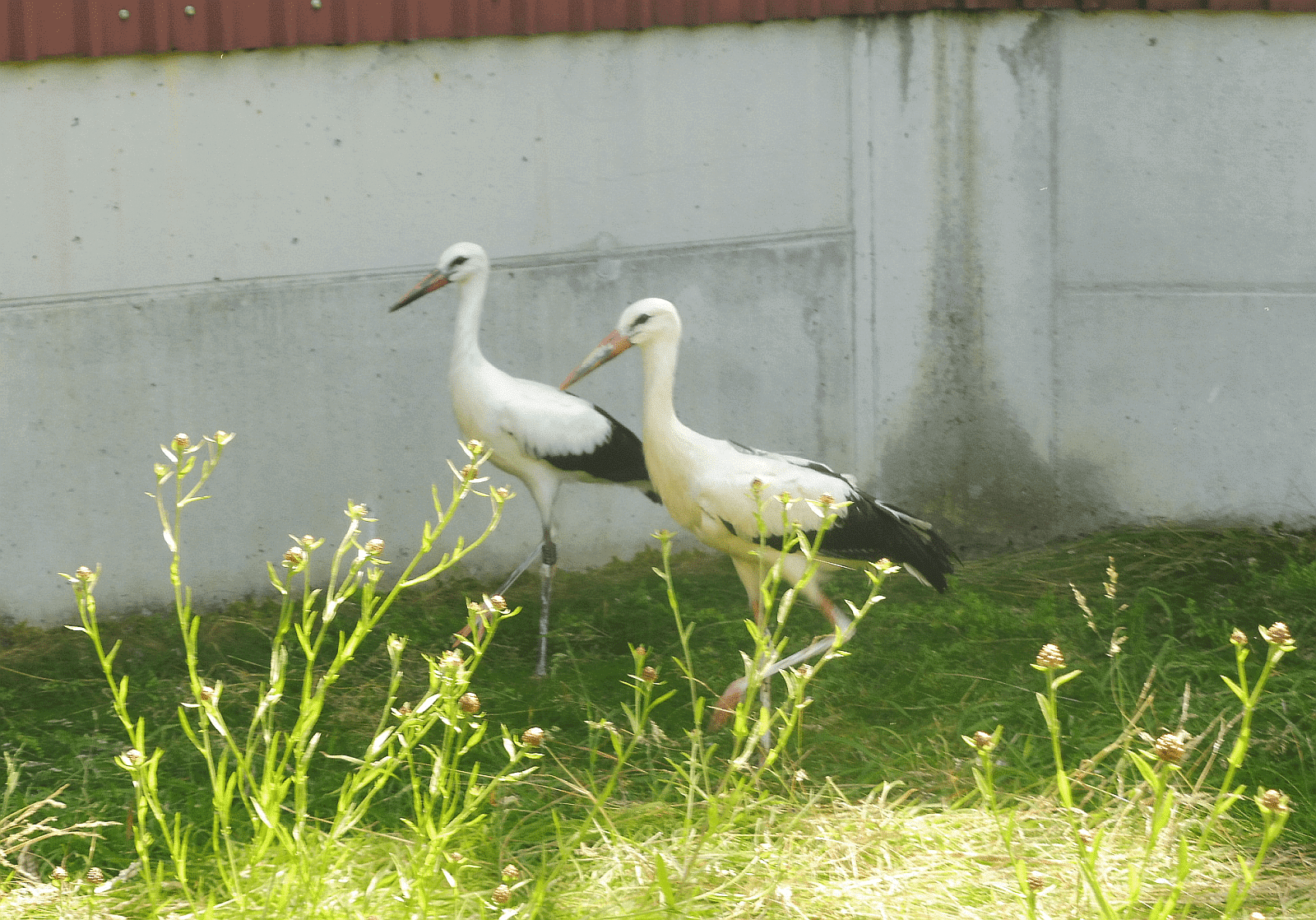 störche in mössingen polet dk 170824 (2)