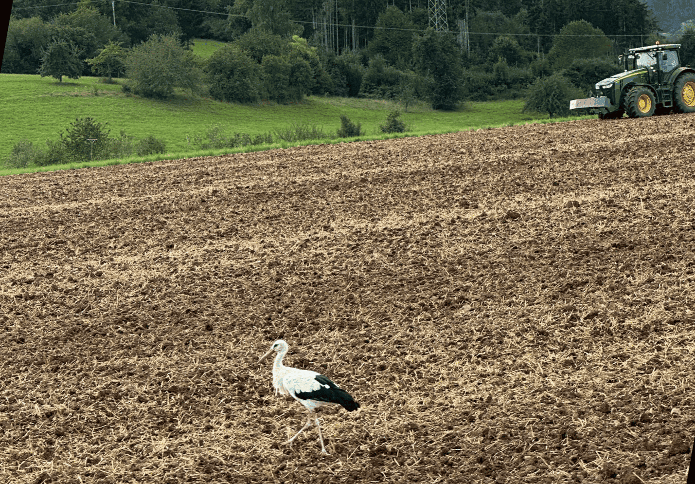 storch acker leopold walter 170824